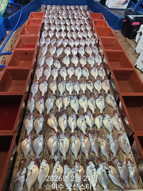 ☆여수오션스타피싱☆쭈꾸미낚시 문어낚시 갑오징어낚시 타이라바 여수갈치낚시 갈치지깅_사진_20260222_3.jpg