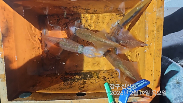 신신낚시 강구점 신신호_사진_20260220_11.jpg