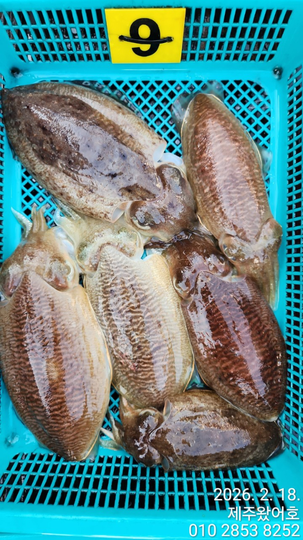 제주왔어호_사진_20260218_8.jpg
