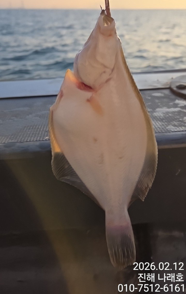 나래피싱(문어,낙지,갈치,호래기,감성돔)_사진_20260212_7.jpg
