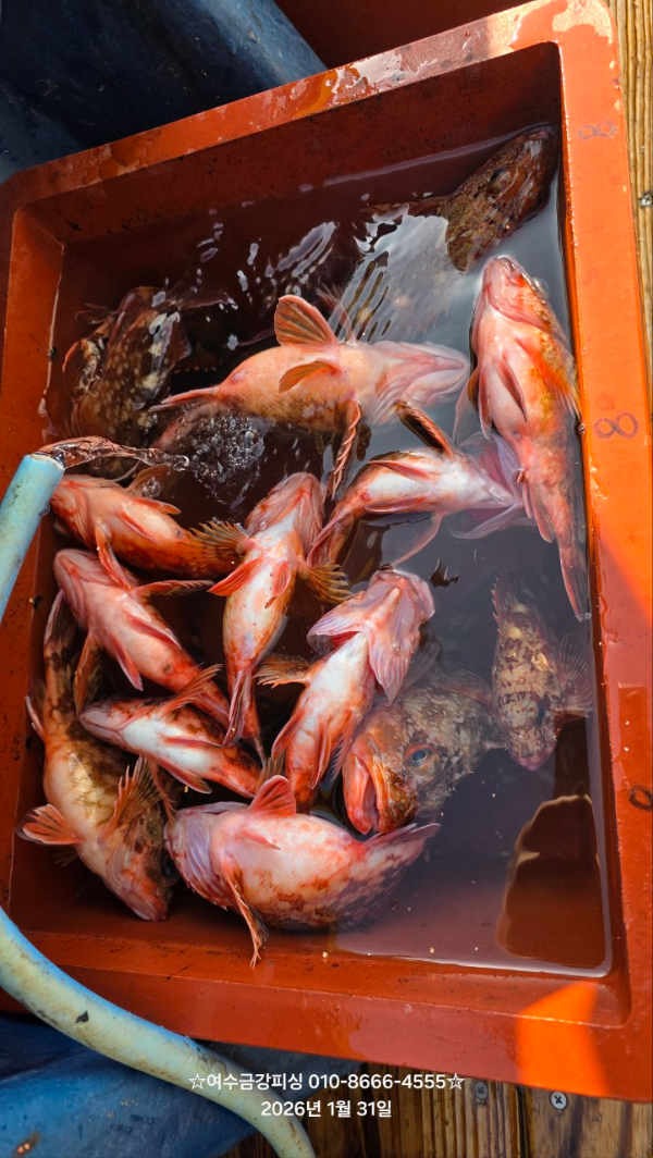 여수금강피싱_사진_20260212_15.jpg