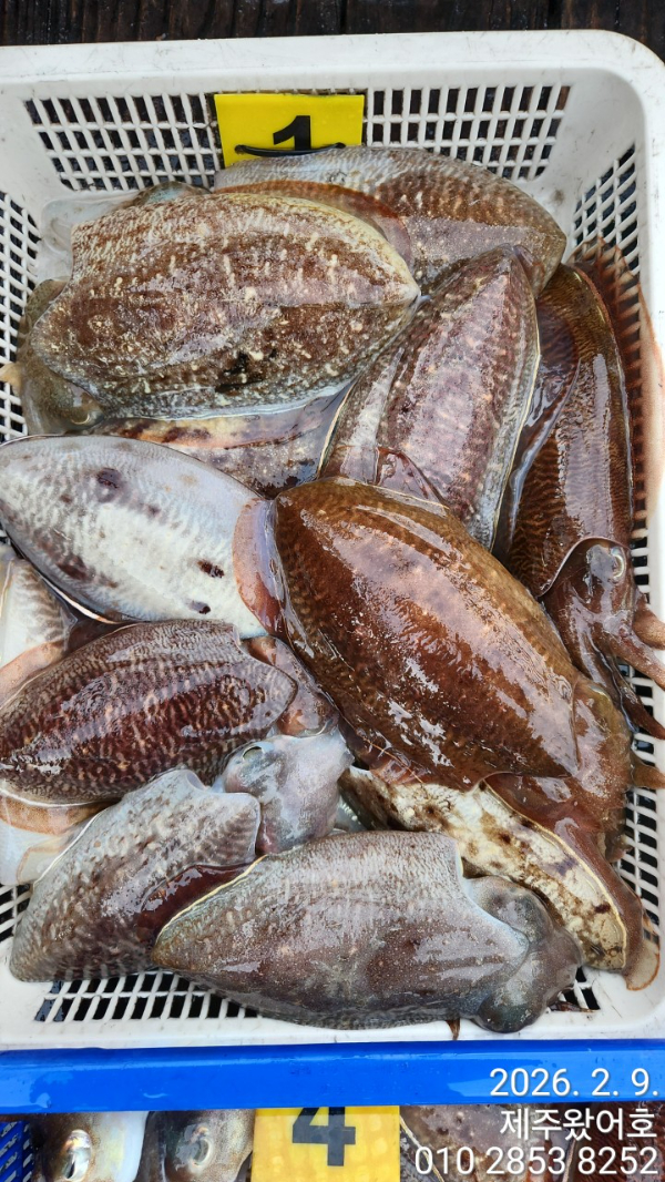 제주왔어호_사진_20260210_2.jpg