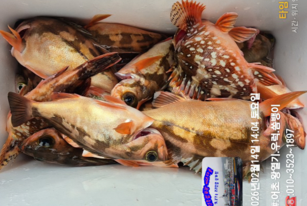 2026-02-14 14.04.01__(#-어초 왕열기.우럭.쏨뱅이)_(-010~3523~1897).jpg