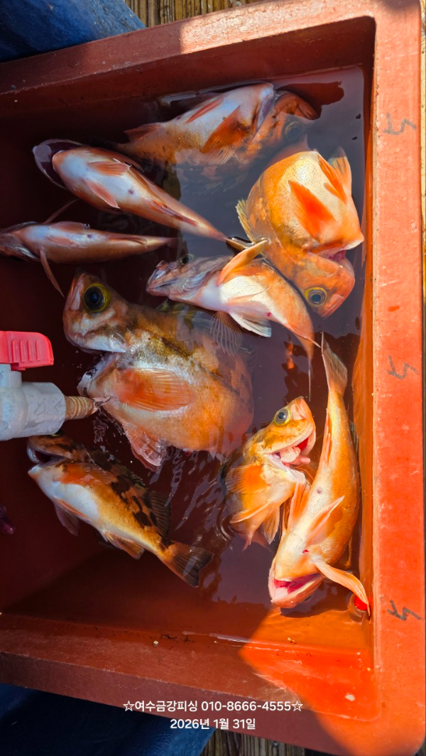 여수금강피싱_사진_20260212_17.jpg