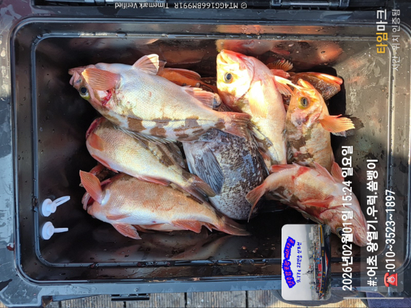 2026-02-01 15.24.31__(#-어초 왕열기.우럭.쏨뱅이)_(-010~3523~1897).jpg