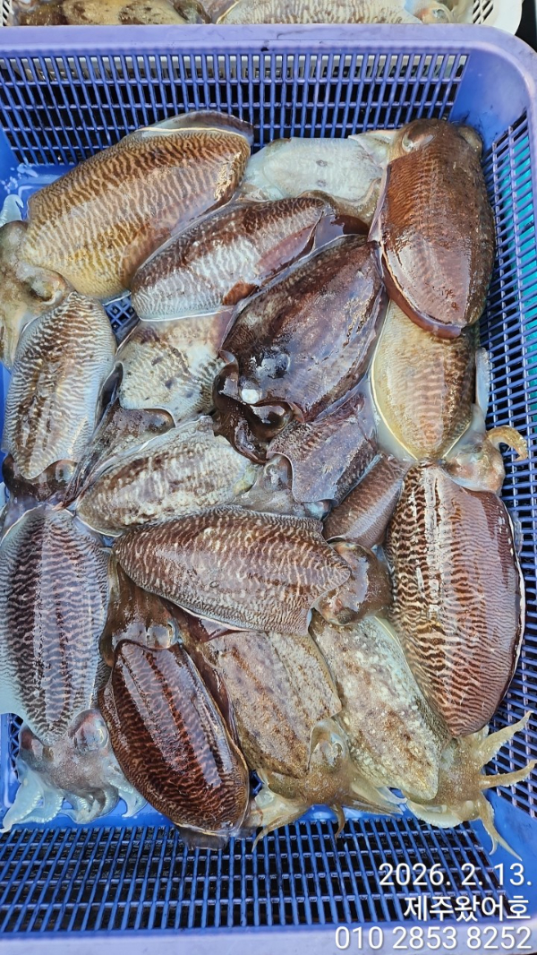 제주왔어호_사진_20260214_2.jpg
