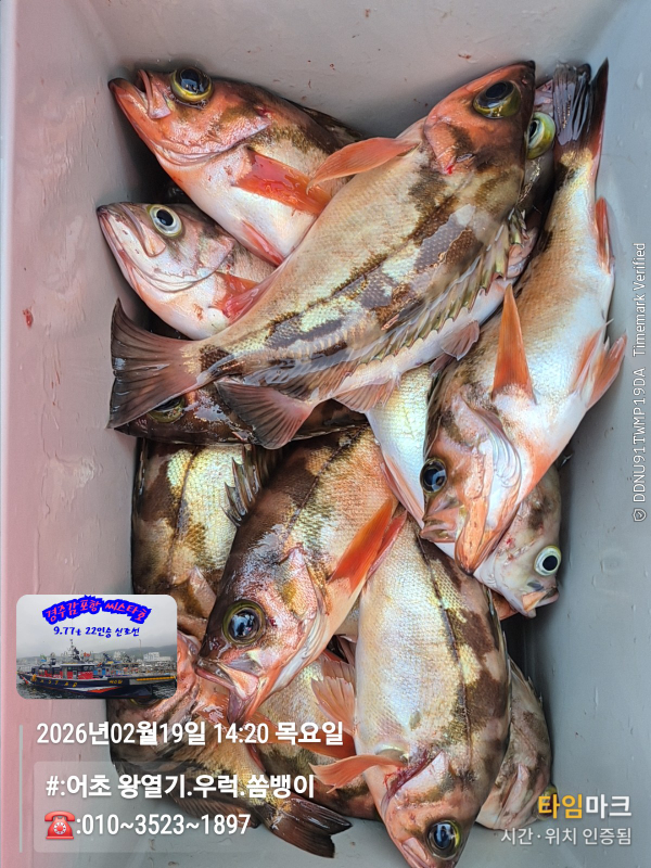 2026-02-19 14.20.00__(#-어초 왕열기.우럭.쏨뱅이)_(-010~3523~1897).jpg