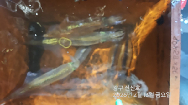 신신낚시 강구점 신신호_사진_20260214_5.jpg