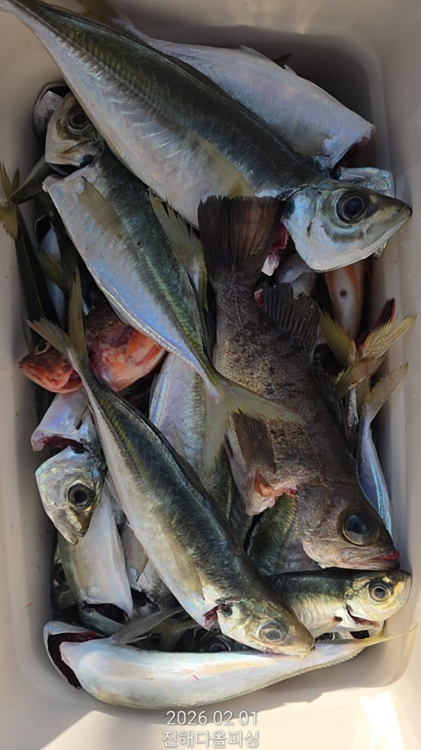 ☆진해 다올피싱☆문어 갈치 선상 낚시_사진_20260202_11.jpg