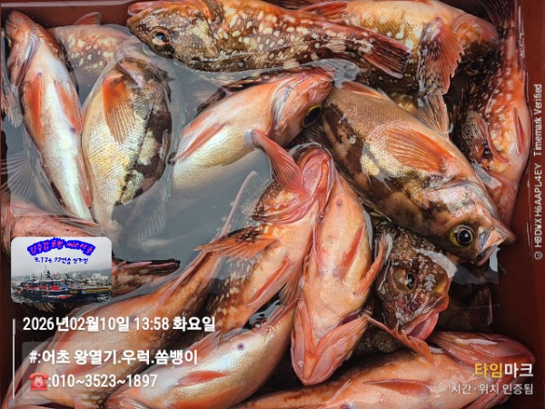 2026-02-10 13.58.36__(#-어초 왕열기.우럭.쏨뱅이)_(-010~3523~1897).jpg