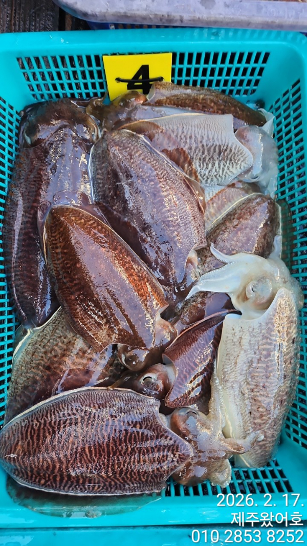 제주왔어호_사진_20260218_7.jpg