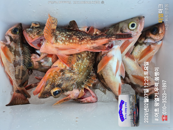 2026-02-07 12.25.11__(#-어초 왕열기.우럭.쏨뱅이)_(-010~3523~1897).jpg