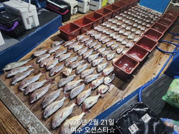 ☆여수오션스타피싱☆쭈꾸미낚시 문어낚시 갑오징어낚시 타이라바 여수갈치낚시 갈치지깅_사진_20260222_2.jpg