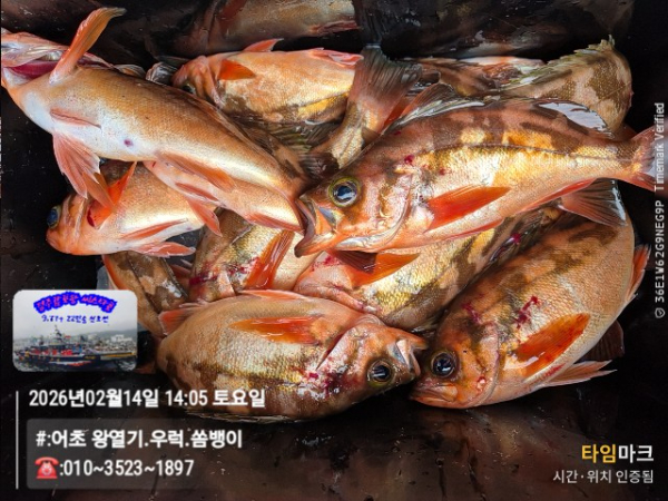 2026-02-14 14.05.03__(#-어초 왕열기.우럭.쏨뱅이)_(-010~3523~1897).jpg
