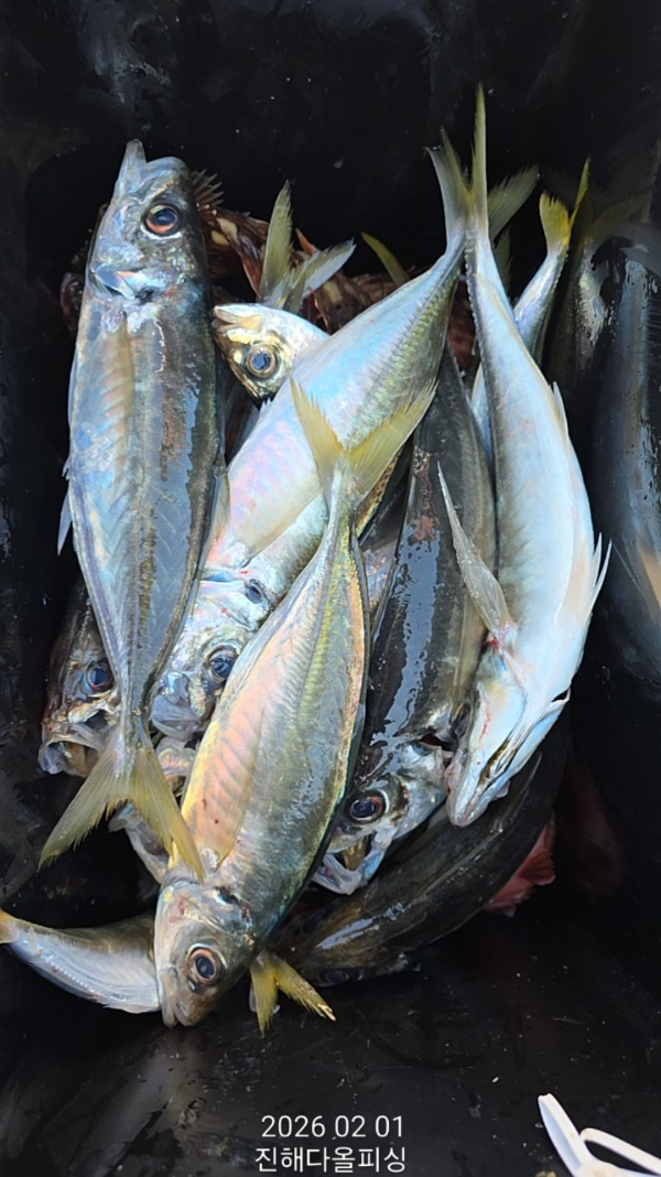 ☆진해 다올피싱☆문어 갈치 선상 낚시_사진_20260202_13.jpg