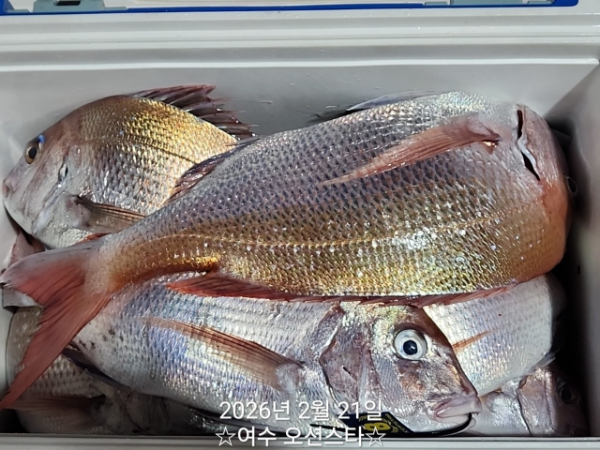 ☆여수오션스타피싱☆쭈꾸미낚시 문어낚시 갑오징어낚시 타이라바 여수갈치낚시 갈치지깅_사진_20260222_18.jpg