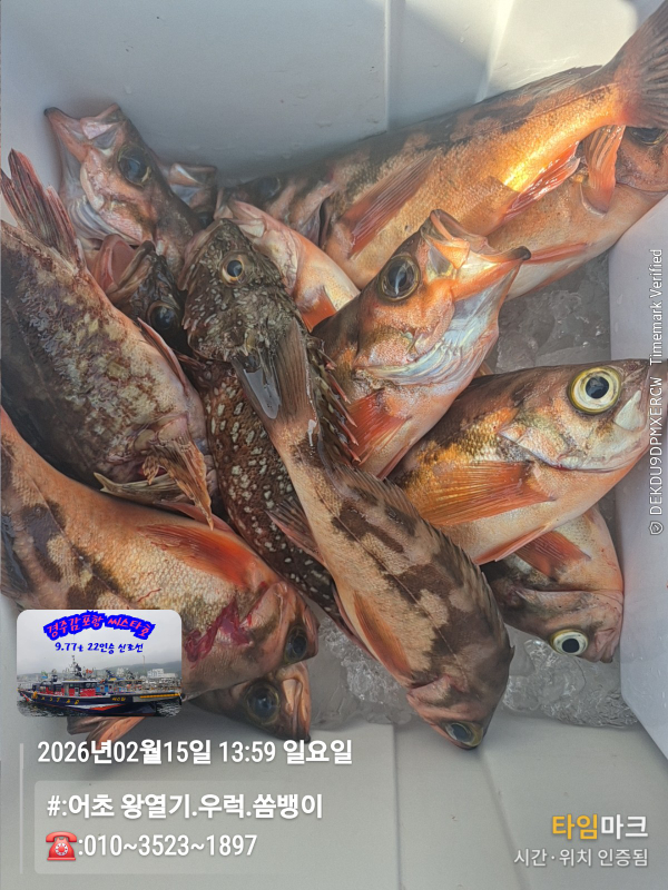 2026-02-15 13.59.53__(#-어초 왕열기.우럭.쏨뱅이)_(-010~3523~1897).jpg