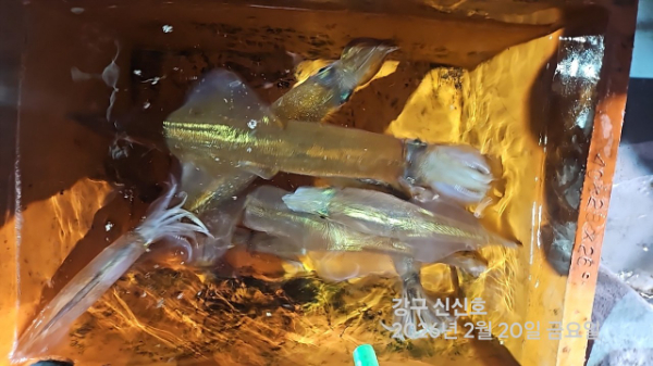 신신낚시 강구점 신신호_사진_20260221_14.jpg