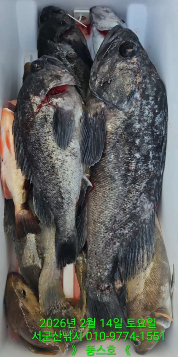 군산 선상낚시, 바다낚시 출조 전문 ☆서군산낚시☆_사진_20260215_9.jpg