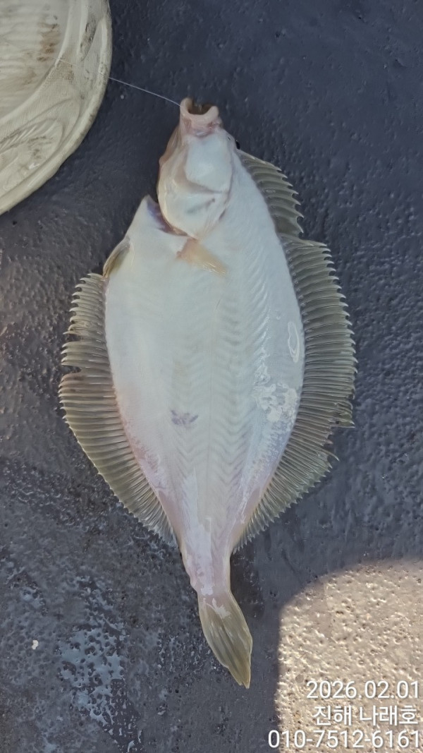 나래피싱(문어,낙지,갈치,호래기,감성돔)_사진_20260202_4.jpg