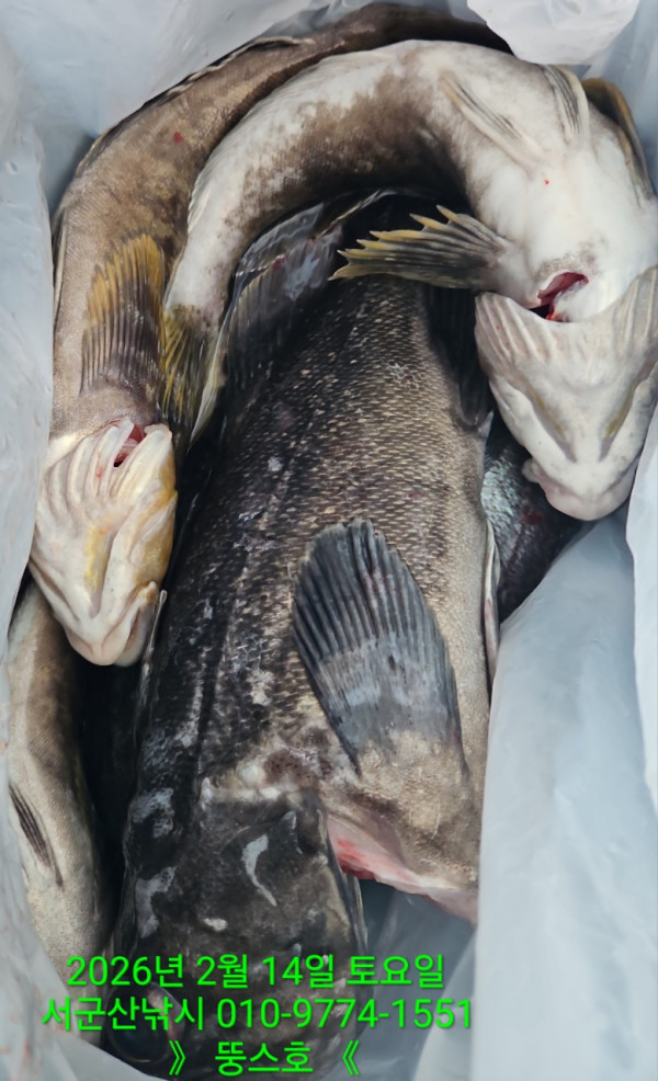 군산 선상낚시, 바다낚시 출조 전문 ☆서군산낚시☆_사진_20260215_12.jpg