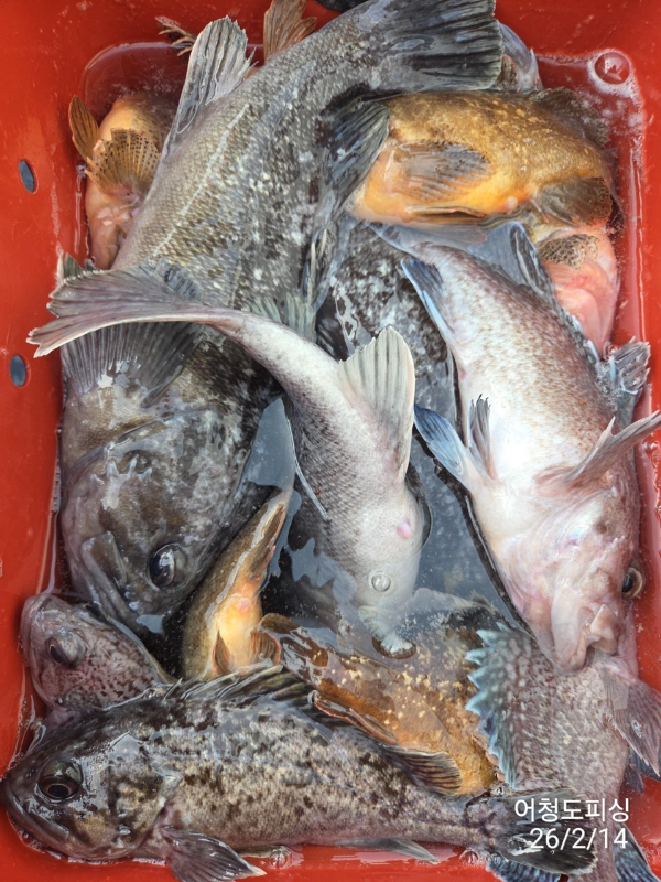 최강피싱 063.463.0800_사진_20260215_21.jpg