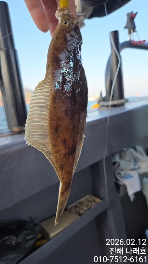 나래피싱(문어,낙지,갈치,호래기,감성돔)_사진_20260212_11.jpg