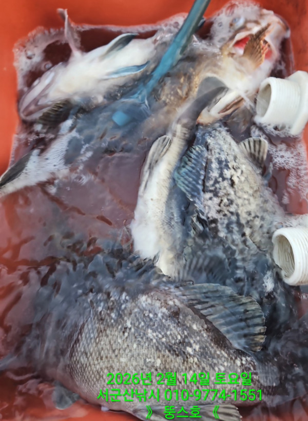 군산 선상낚시, 바다낚시 출조 전문 ☆서군산낚시☆_사진_20260215_14.jpg