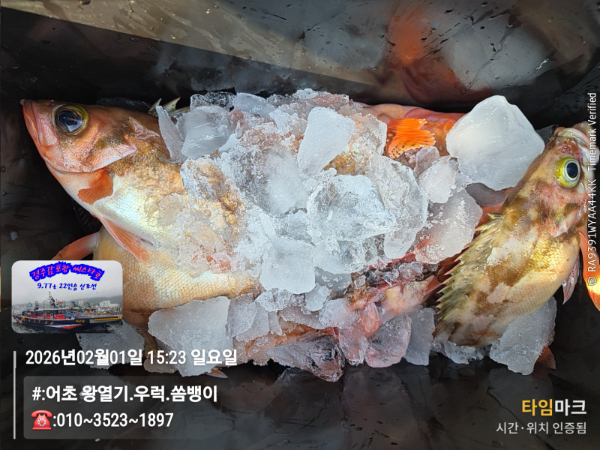 2026-02-01 15.23.03__(#-어초 왕열기.우럭.쏨뱅이)_(-010~3523~1897).jpg