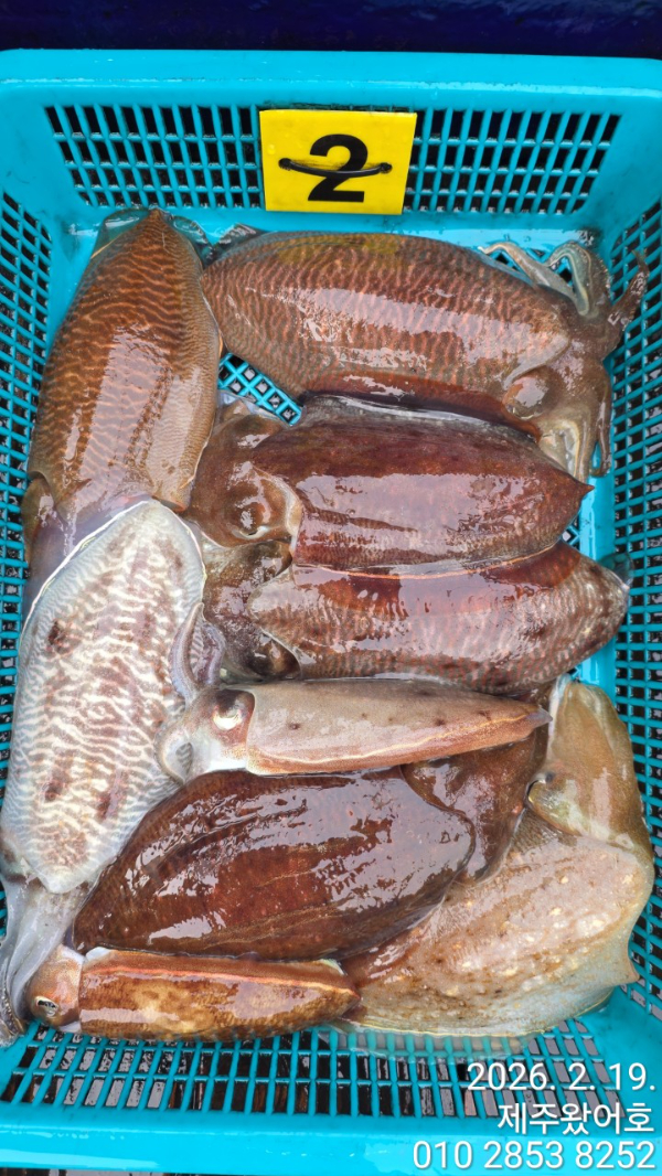 제주왔어호_사진_20260220_7.jpg