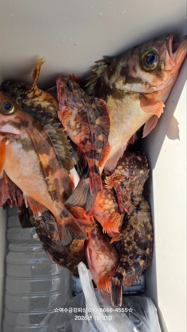 여수금강피싱_사진_20260212_19.jpg