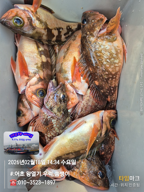 2026-02-18 14.34.42__(#-어초 왕열기.우럭.쏨뱅이)_(-010~3523~1897).jpg