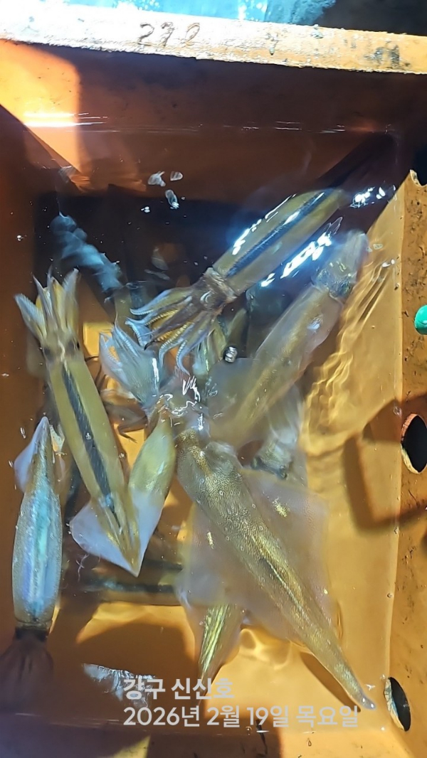 신신낚시 강구점 신신호_사진_20260220_3.jpg