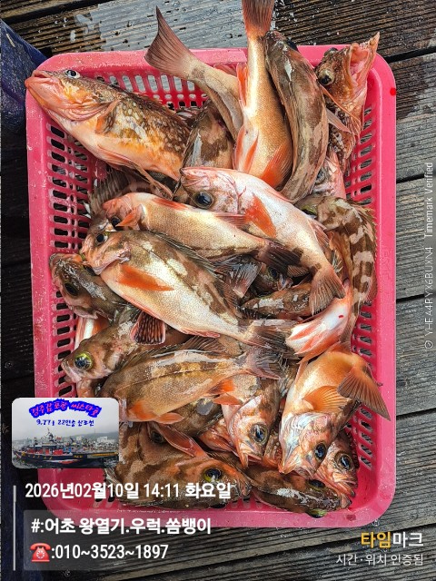 2026-02-10 14.11.20__(#-어초 왕열기.우럭.쏨뱅이)_(-010~3523~1897).jpg