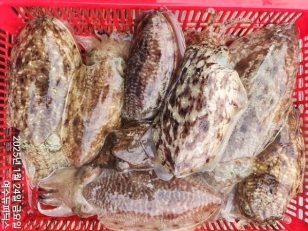 1월24일심해갑 (16)-tile.jpg