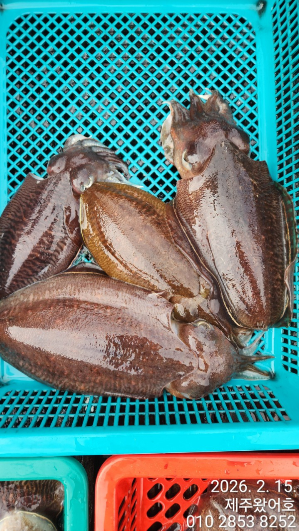 제주왔어호_사진_20260216_12.jpg