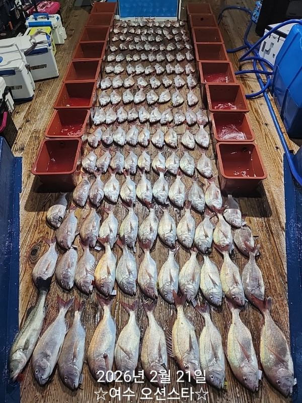 ☆여수오션스타피싱☆쭈꾸미낚시 문어낚시 갑오징어낚시 타이라바 여수갈치낚시 갈치지깅_사진_20260222_1.jpg