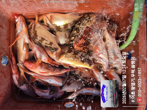 2026-02-07 12.24.45__(#-어초 왕열기.우럭.쏨뱅이)_(-010~3523~1897).jpg