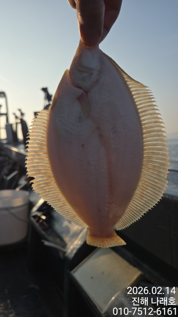 나래피싱(문어,낙지,갈치,호래기,감성돔)_사진_20260214_2.jpg