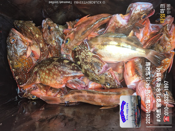 2026-02-15 14.16.58__(#-어초 왕열기.우럭.쏨뱅이)_(-010~3523~1897).jpg