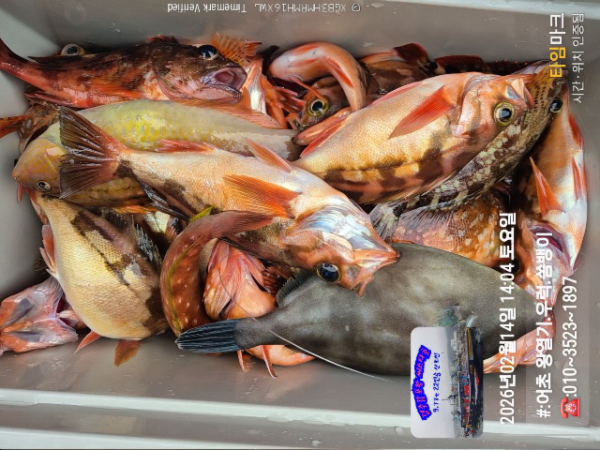 2026-02-14 14.04.46__(#-어초 왕열기.우럭.쏨뱅이)_(-010~3523~1897).jpg