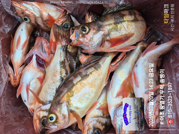 2026-02-20 14.23.02__(#-어초 왕열기.우럭.쏨뱅이)_(-010~3523~1897).jpg