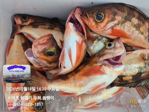 2026-02-18 14.35.00__(#-어초 왕열기.우럭.쏨뱅이)_(-010~3523~1897).jpg