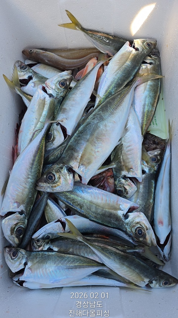 ☆진해 다올피싱☆문어 갈치 선상 낚시_사진_20260202_12.jpg