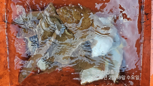 신신낚시 강구점 신신호_사진_20260218_3.jpg