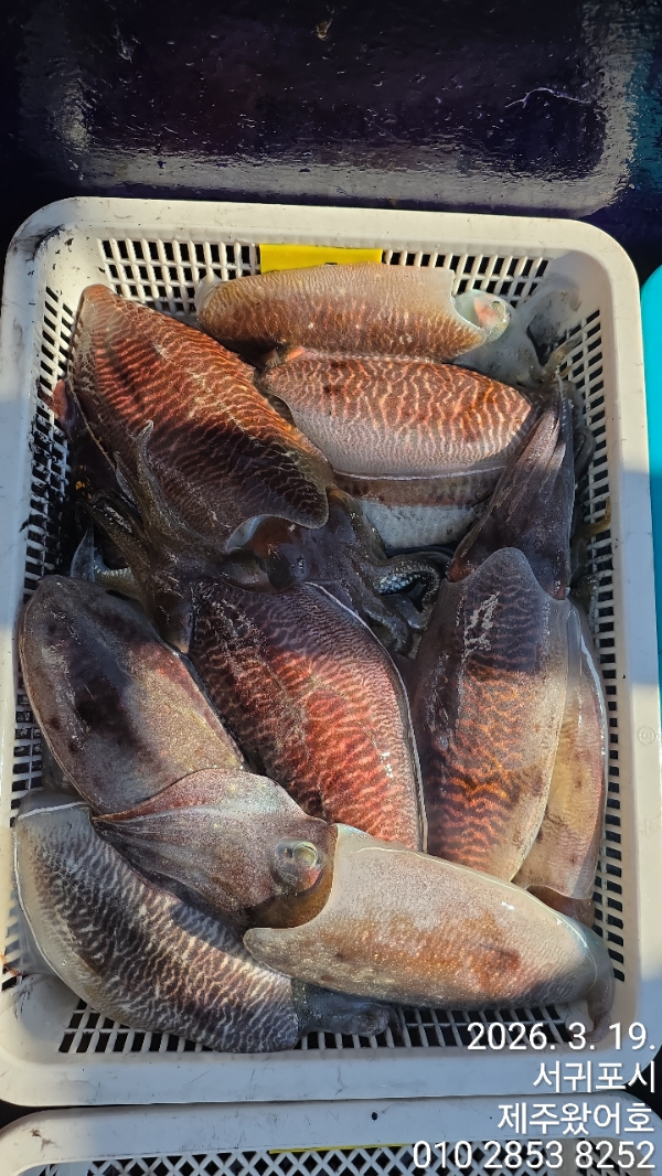 제주왔어호_사진_20260320_2.jpg