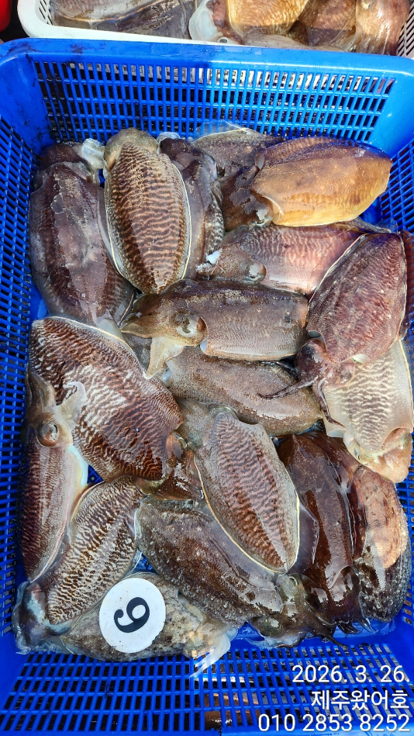 제주왔어호_사진_20260327_3.jpg