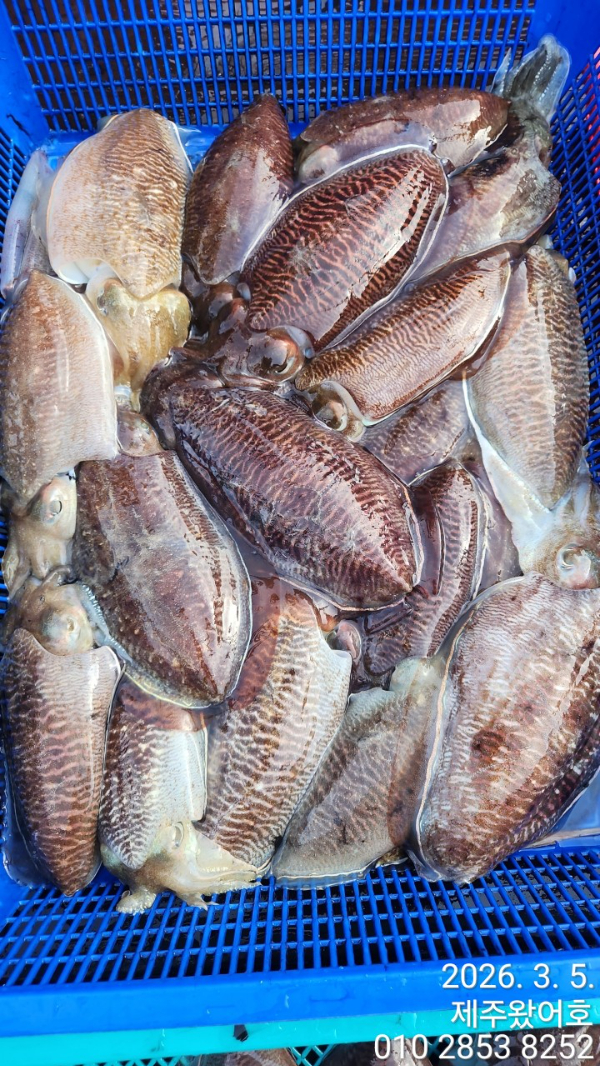 제주왔어호_사진_20260306_2.jpg
