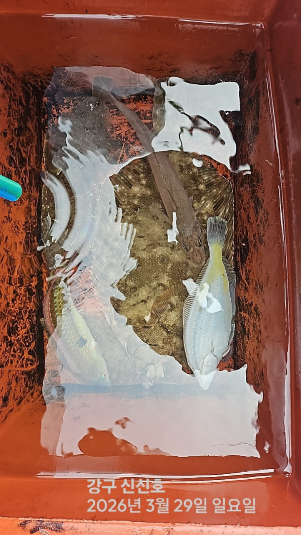 신신낚시 강구점 신신호_사진_20260329_14.jpg