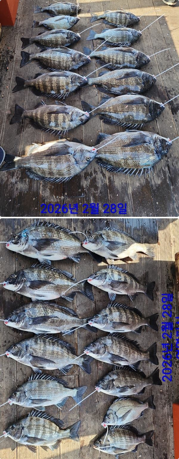 28일감성돔하.jpg